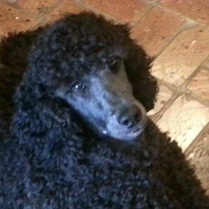 Meet your Posher, Julie